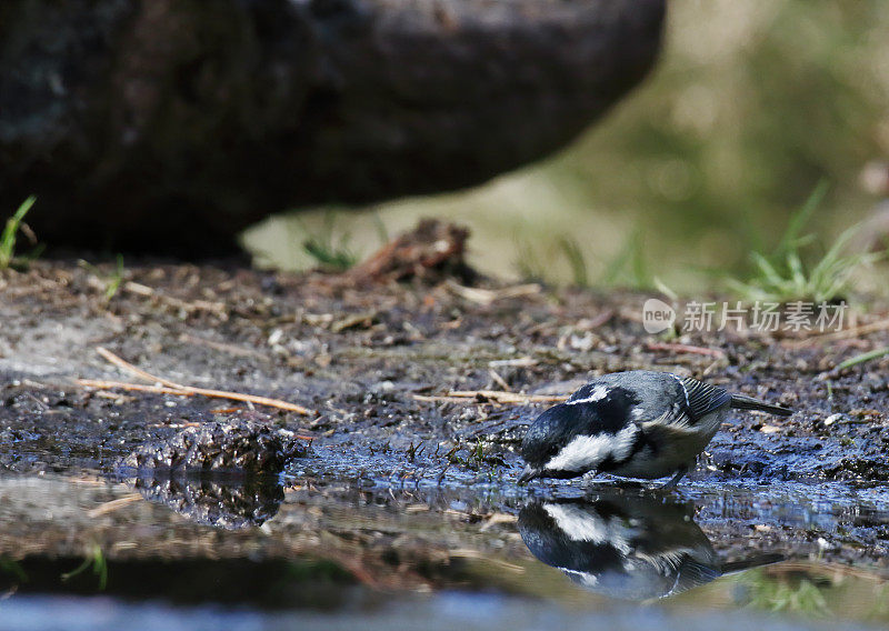 煤雀(Periparus ater)饮用